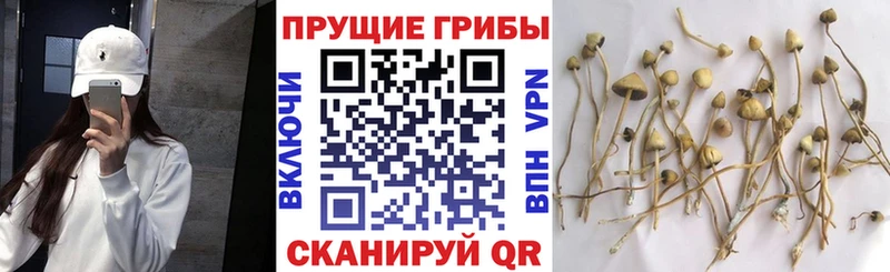 Псилоцибиновые грибы Cubensis  Купить  Ачхой-Мартан 